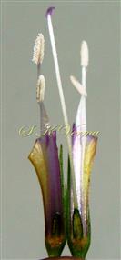  Flower showing Stamens and Pistil